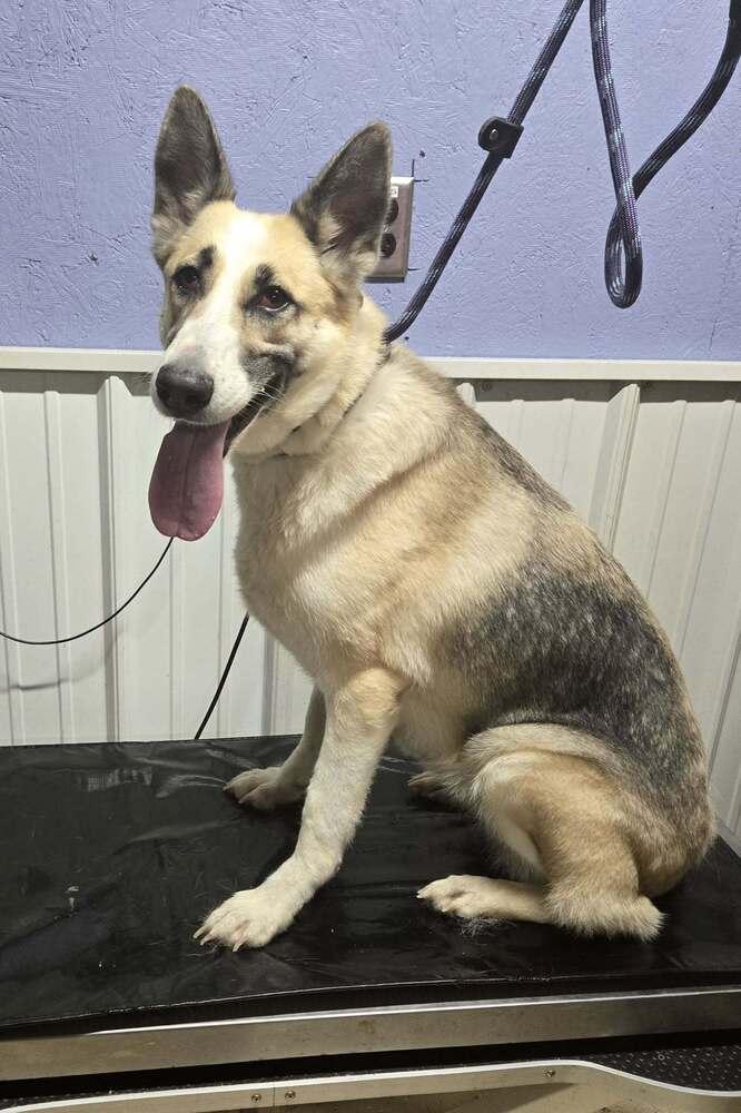 Mochi, Adoptable, Senior Female German Shepherd Dog.