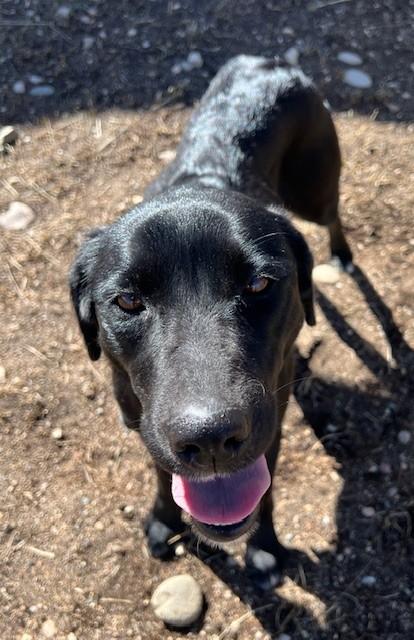 Diva, ADOPTABLE, Young Female Black Labrador Retriever & Border Collie.