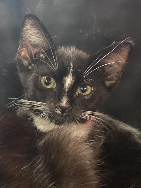 LAURA LEE WINSLOW, Adoptable, Kitten Female Domestic Short Hair.