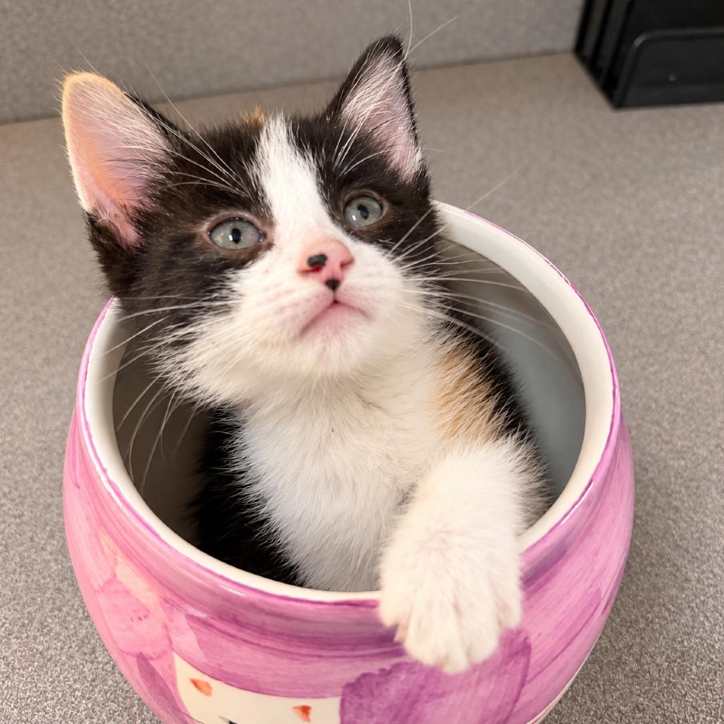 Enlarge Pearl, a Adoptable Domestic Short Hair in Commerce City, CO image 1/6