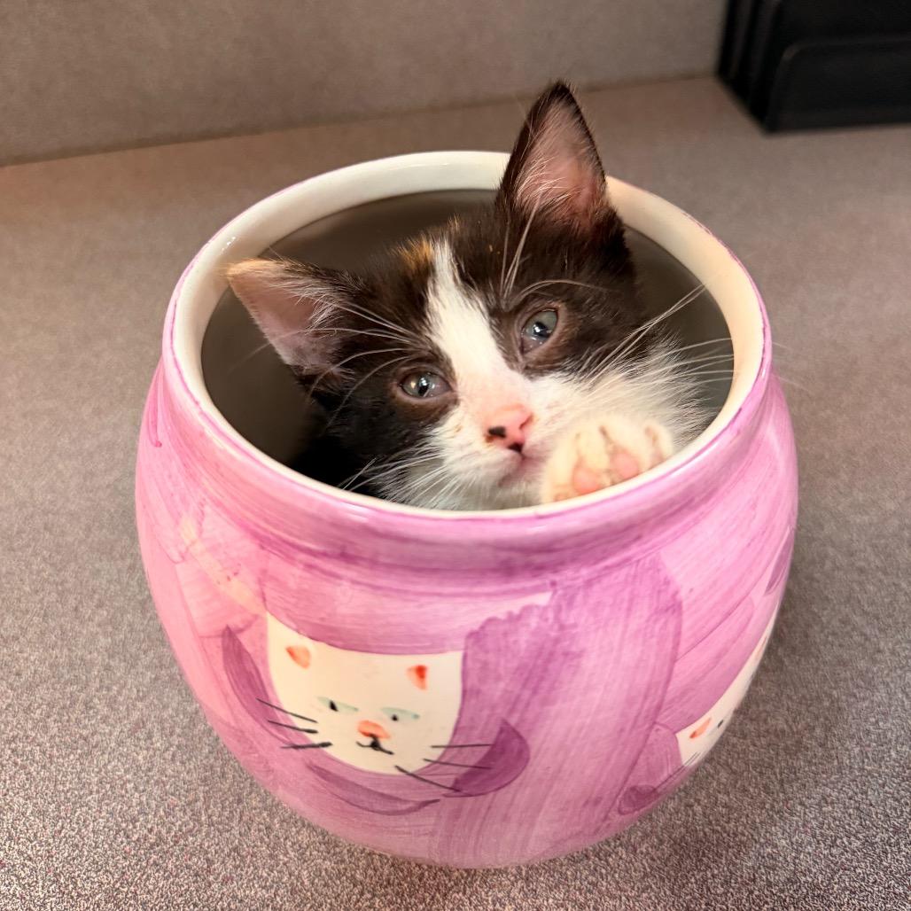 Enlarge Pearl, a Adoptable Domestic Short Hair in Commerce City, CO image 2/6