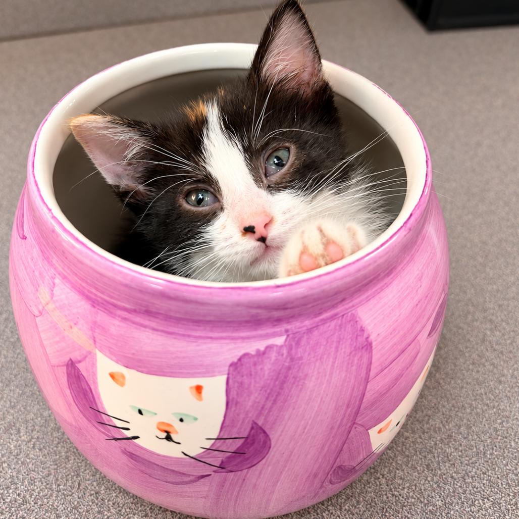 Enlarge Pearl, a Adoptable Domestic Short Hair in Commerce City, CO image 3/6