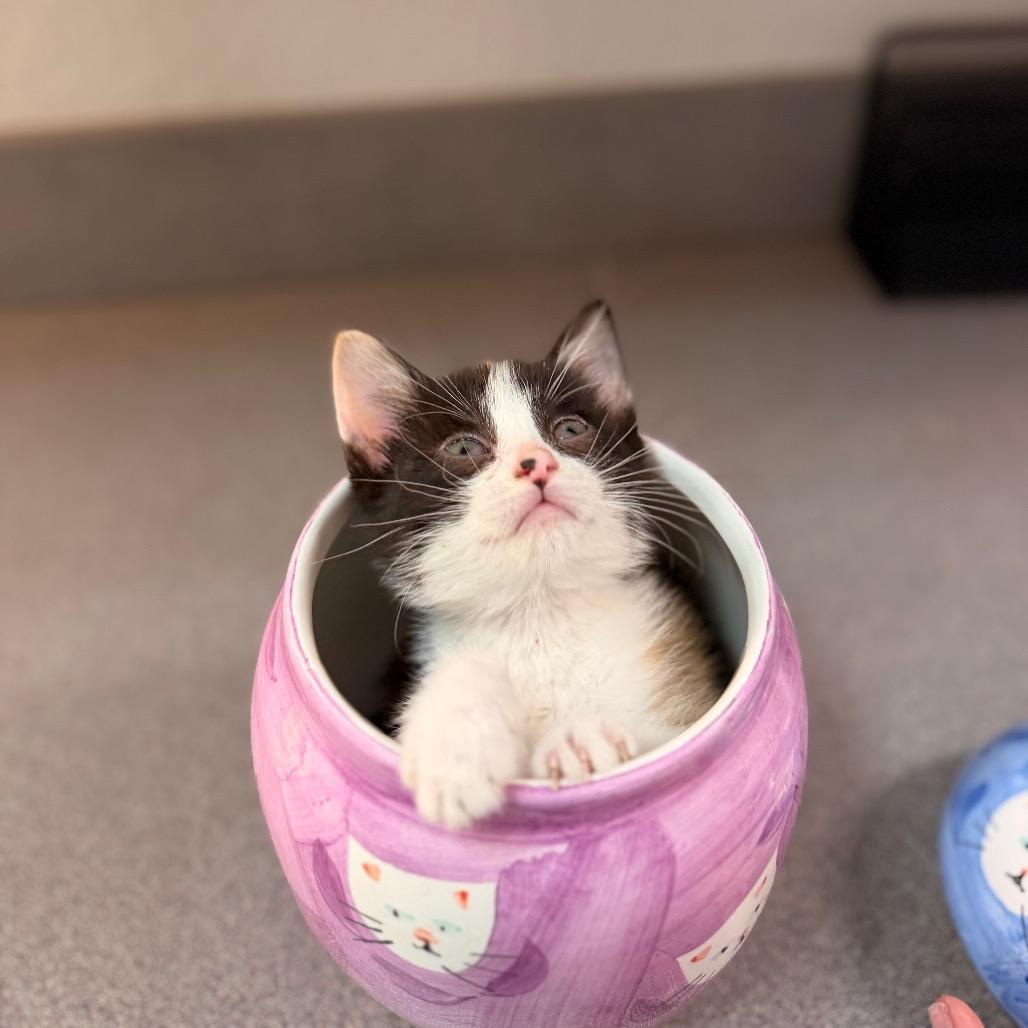 Enlarge Pearl, a Adoptable Domestic Short Hair in Commerce City, CO image 4/6
