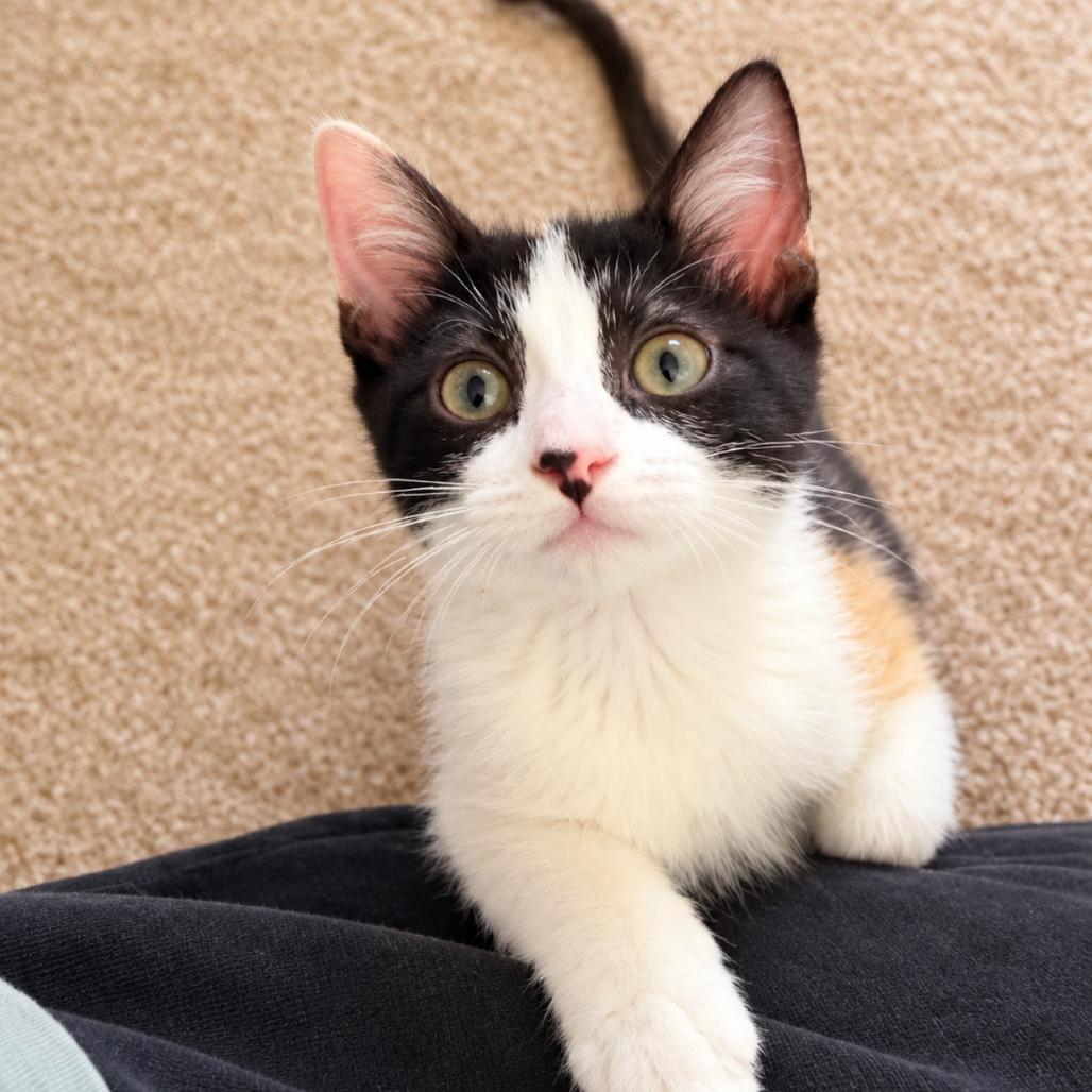 Pearl, Adoptable, Young Female Domestic Short Hair.