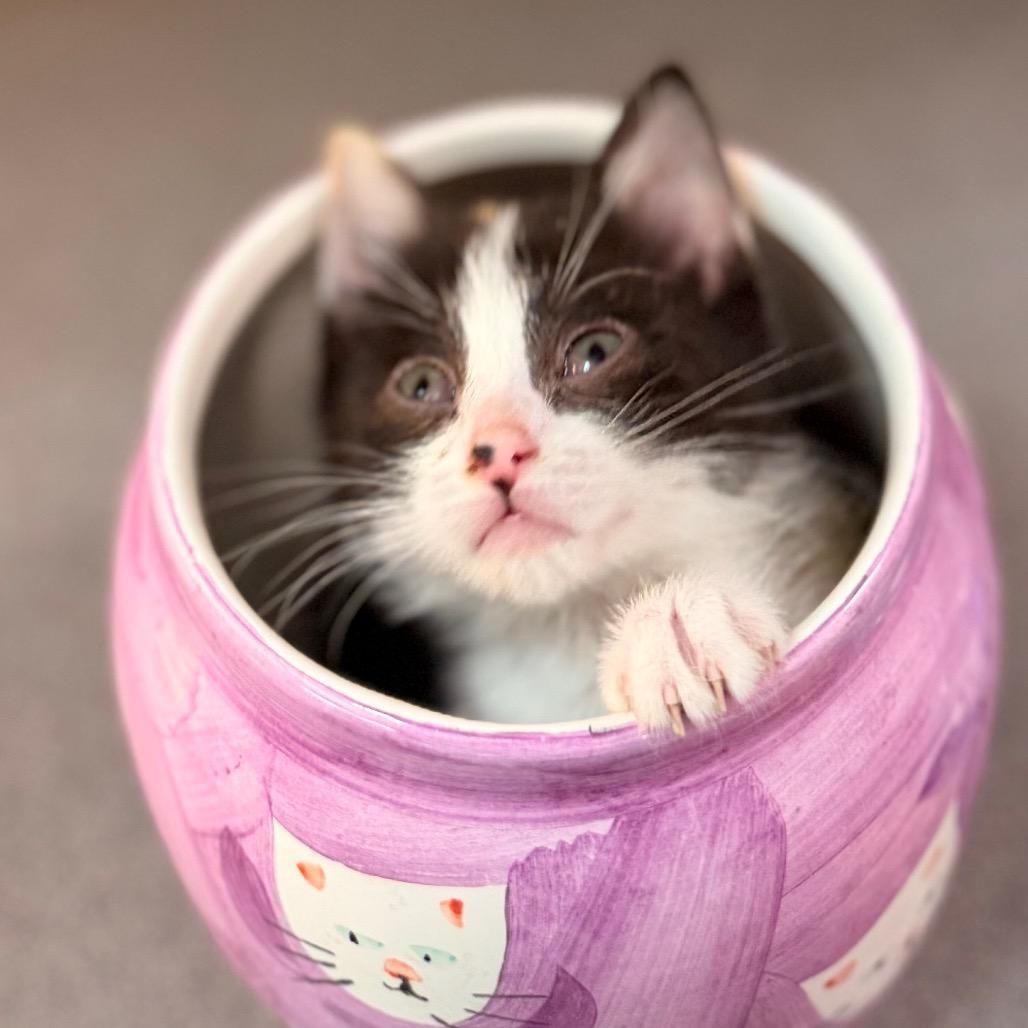 Enlarge Pearl, a Adoptable Domestic Short Hair in Commerce City, CO image 5/6