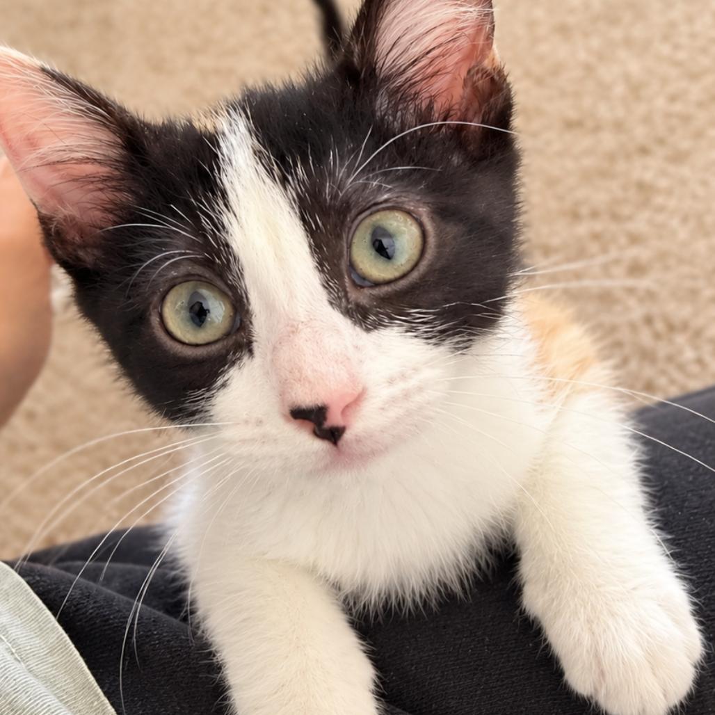 Enlarge Pearl, a Adoptable Domestic Short Hair in Commerce City, CO image 2/3