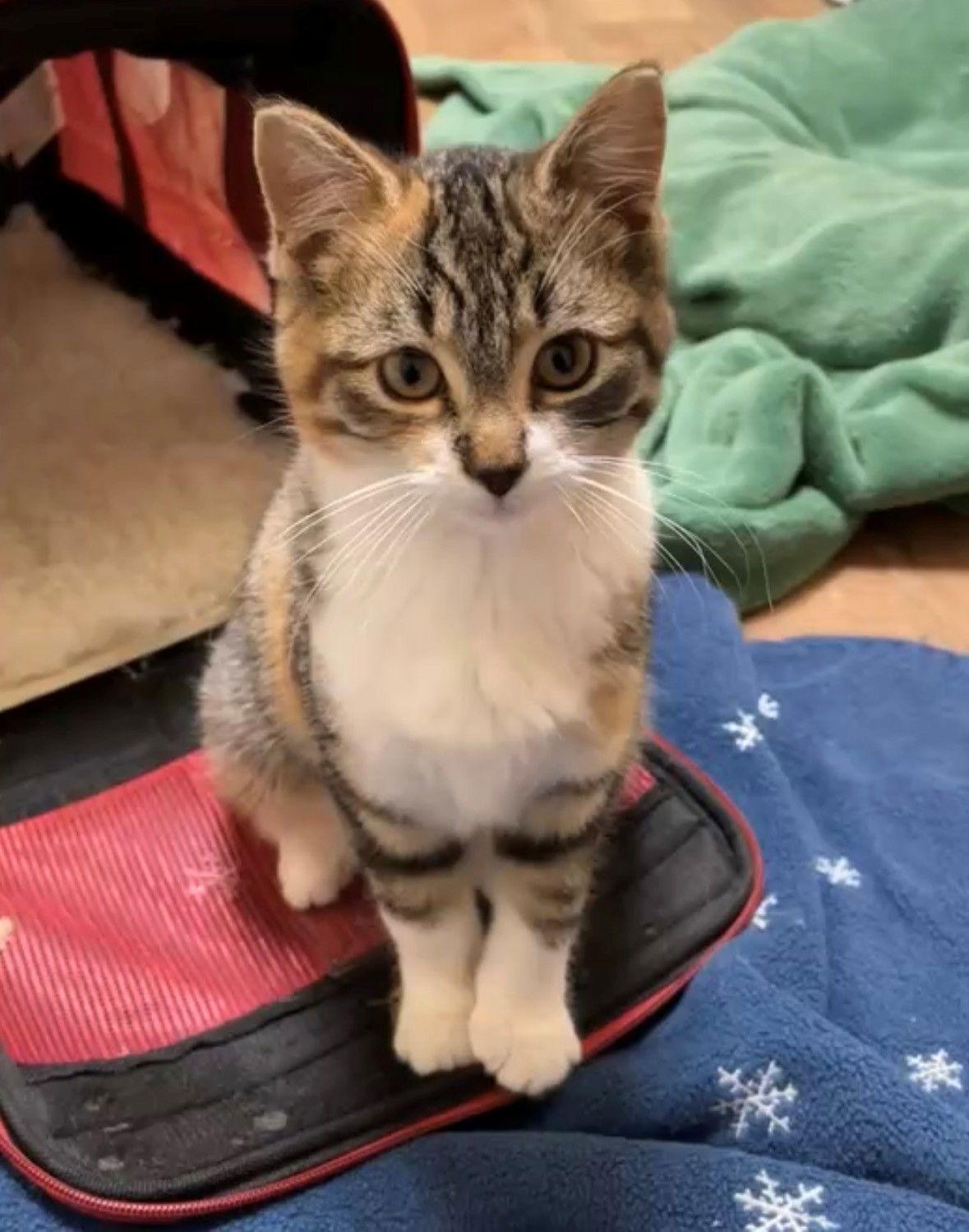 Jules, Adoptable, Kitten Male Domestic Short Hair.