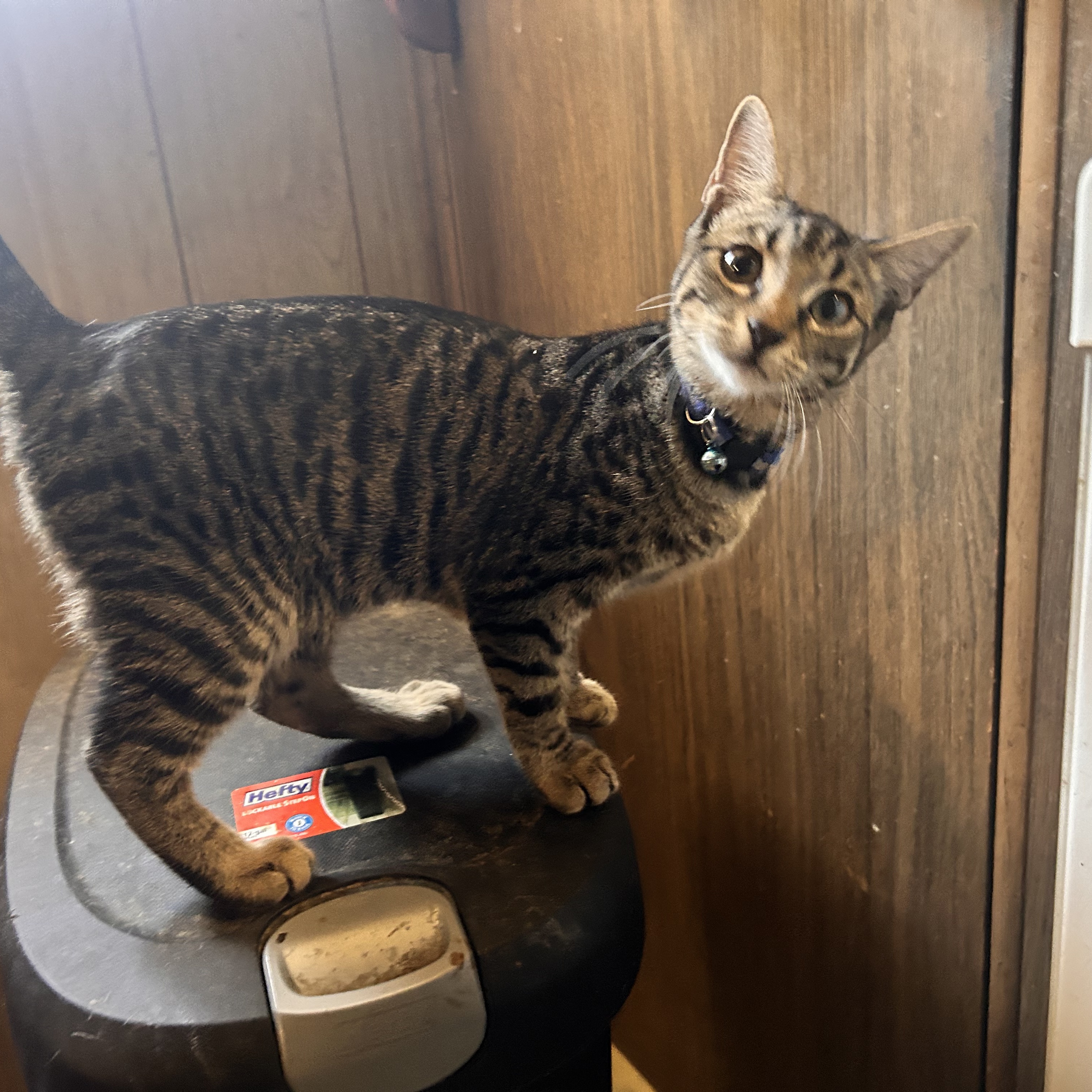 Shortcake, an adoptable Domestic Short Hair in Sonora, CA, 95370 | Photo Image 1