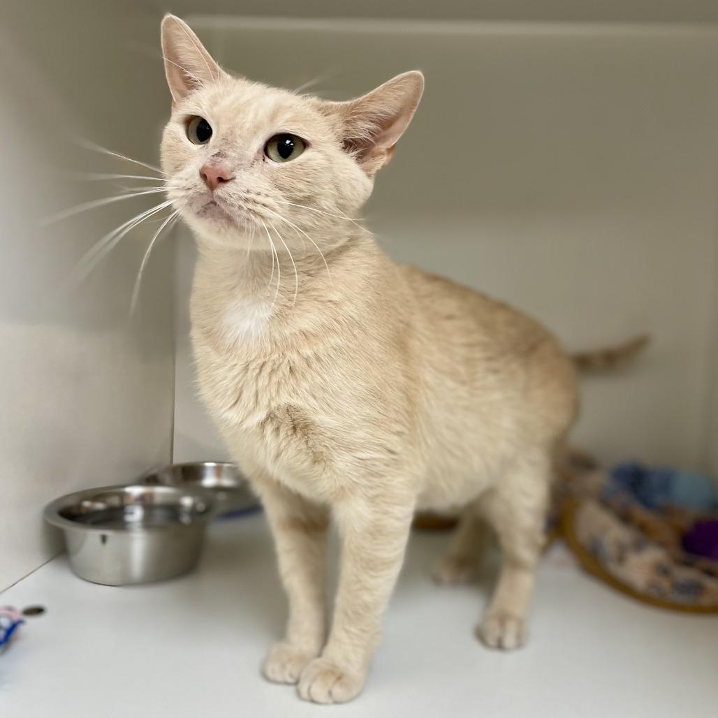 Nana, Adoptable, Adult Female Domestic Short Hair.