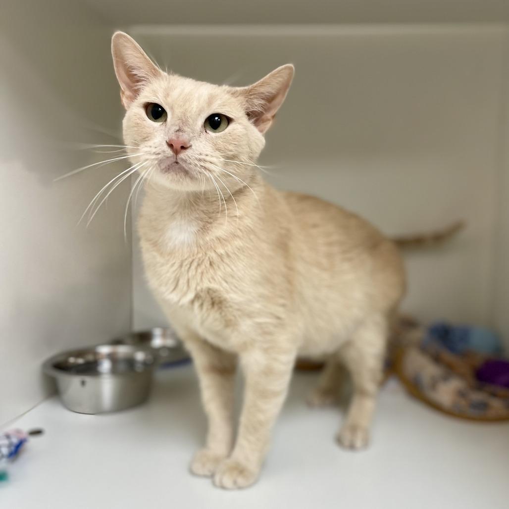 Enlarge Nana, a Adoptable Domestic Short Hair in Champaign, IL image 2/5