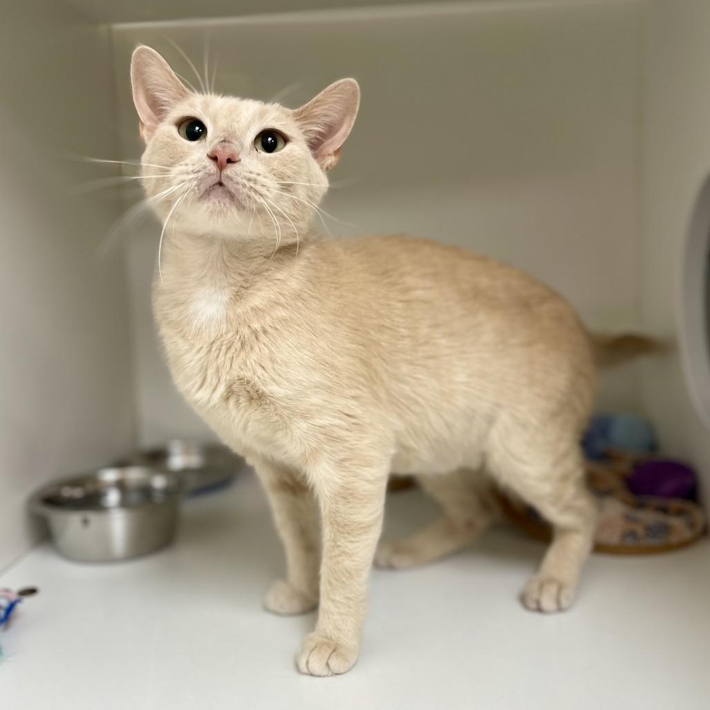 Enlarge Nana, a Adoptable Domestic Short Hair in Champaign, IL image 3/5