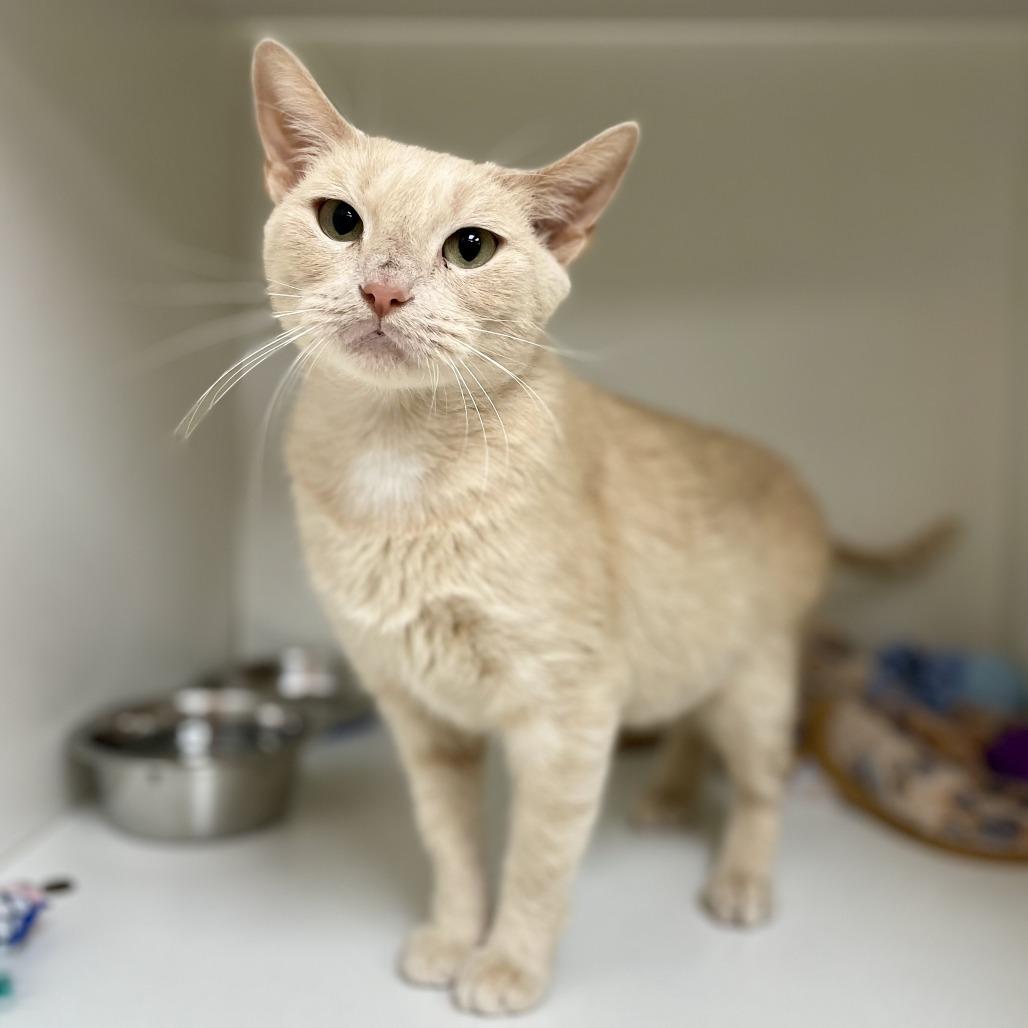 Enlarge Nana, a Adoptable Domestic Short Hair in Champaign, IL image 4/5
