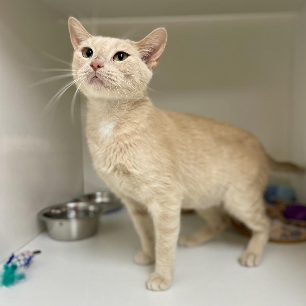 Enlarge Nana, a Adoptable Domestic Short Hair in Champaign, IL image 5/5