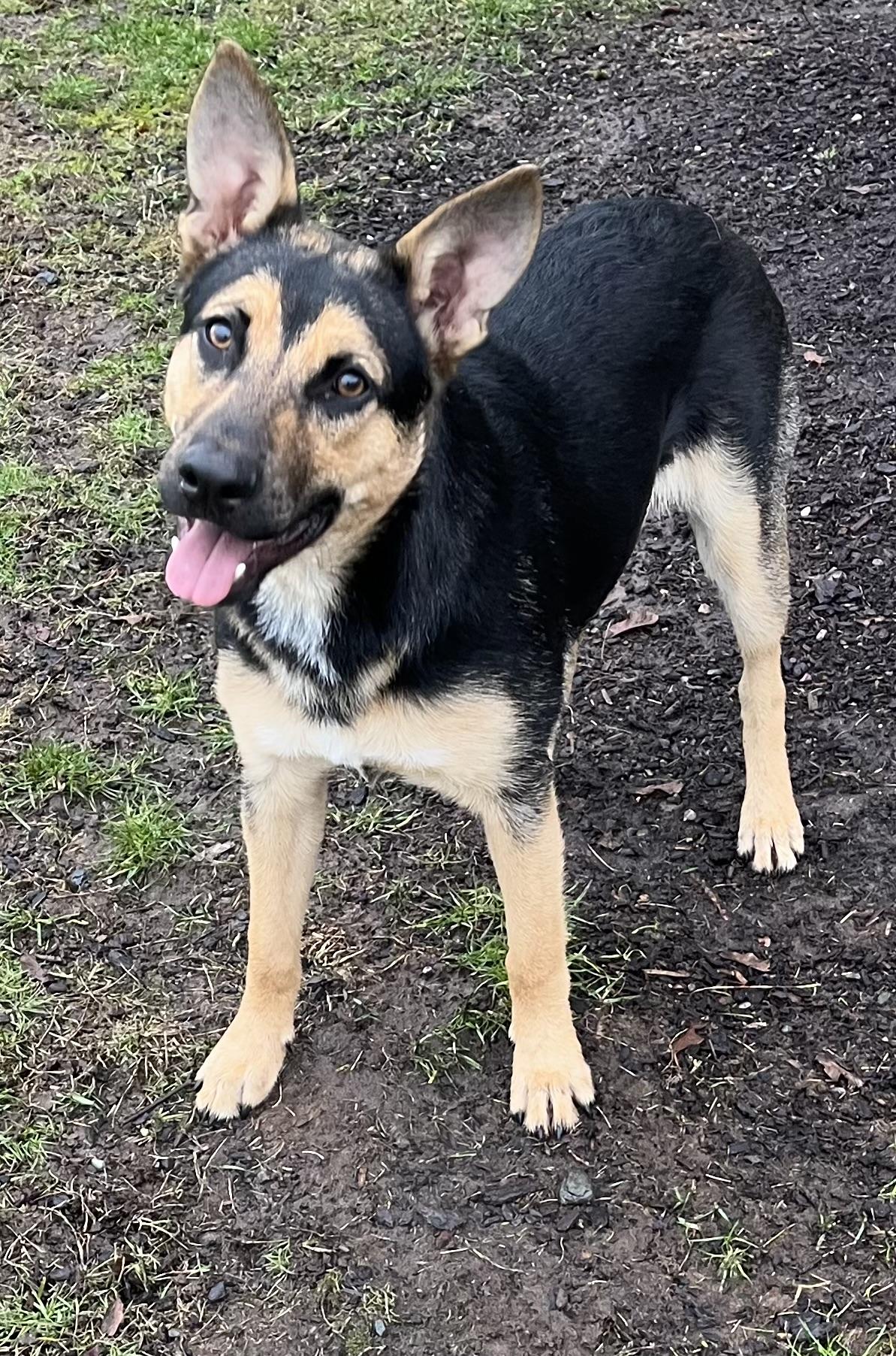 Enlarge Martin, a Adoptable mixed breed in COVINGTON, WA image 1/5