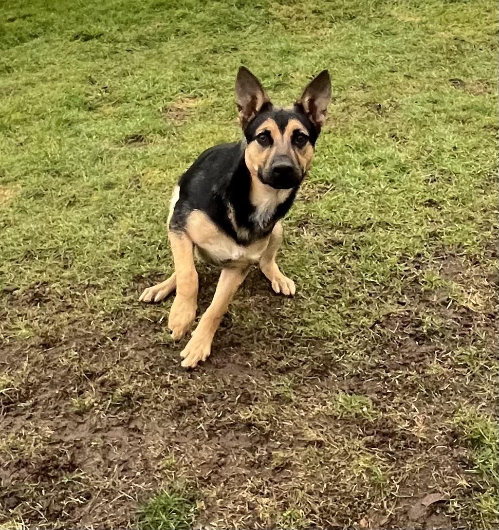 Enlarge Martin, a Adoptable mixed breed in COVINGTON, WA image 2/5
