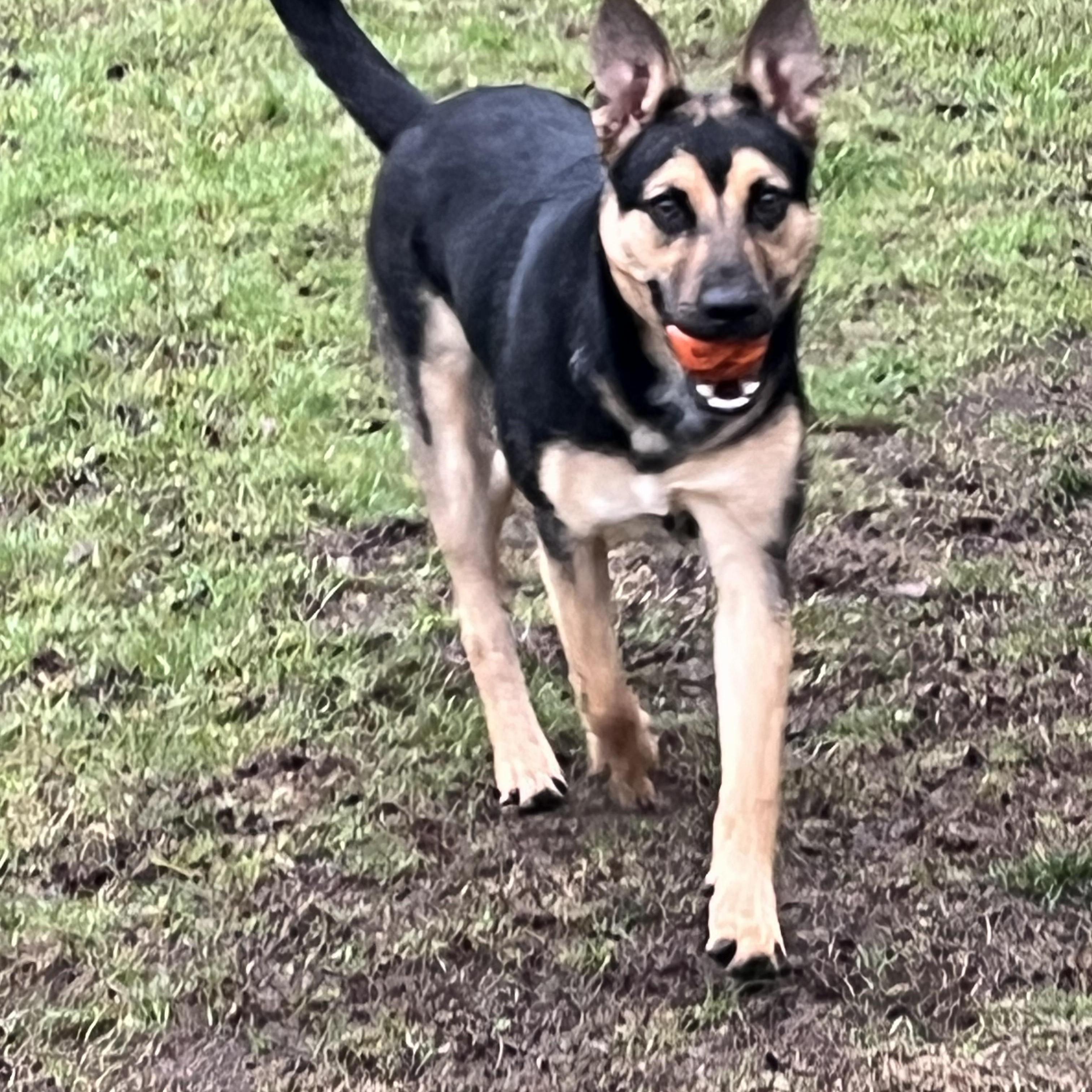 Enlarge Martin, a Adoptable mixed breed in COVINGTON, WA image 4/5