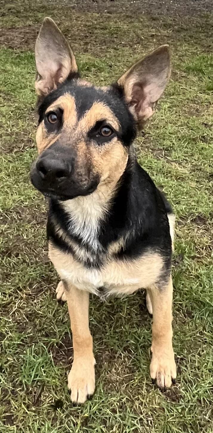 Enlarge Martin, a Adoptable mixed breed in COVINGTON, WA image 3/5