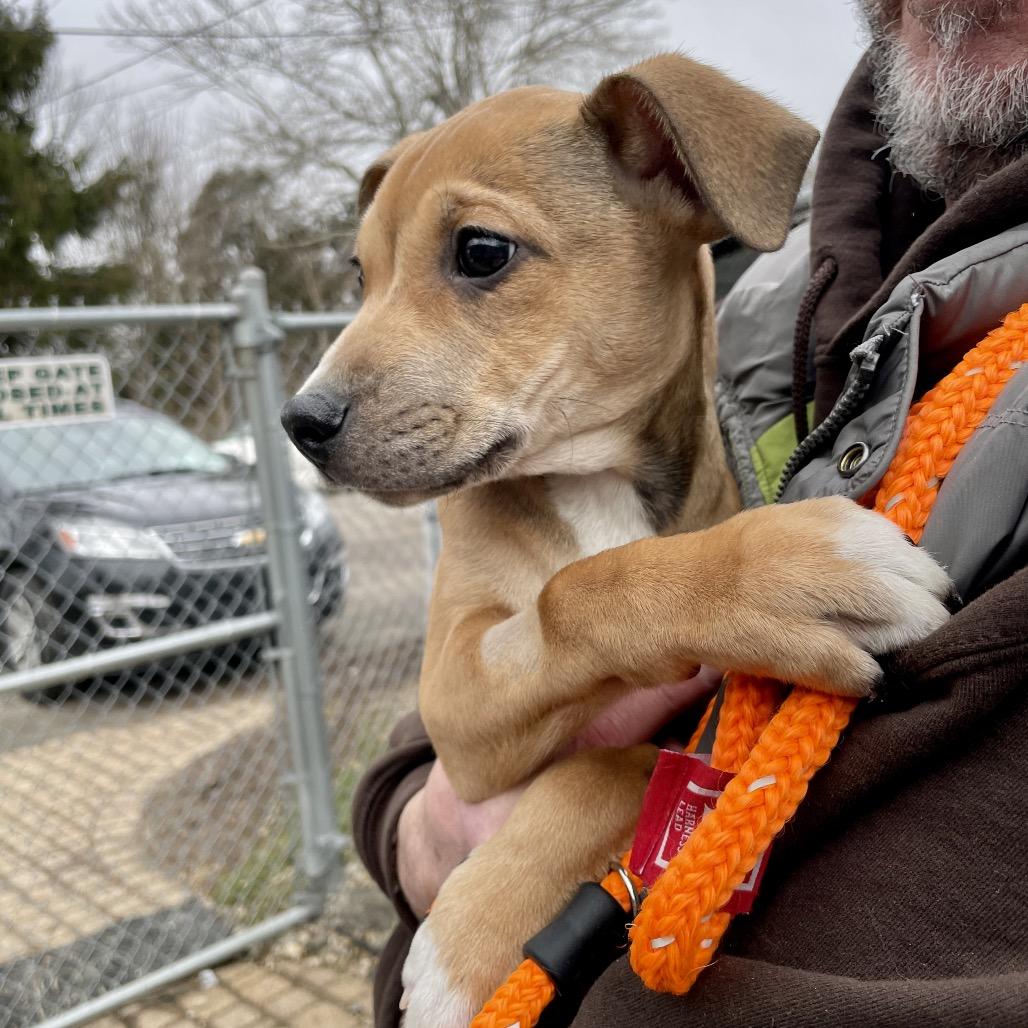Enlarge Sam, a Adoptable mixed breed in Metamora, MI image 1/5