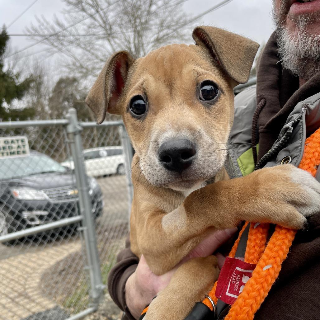 Enlarge Sam, a Adoptable mixed breed in Metamora, MI image 2/5