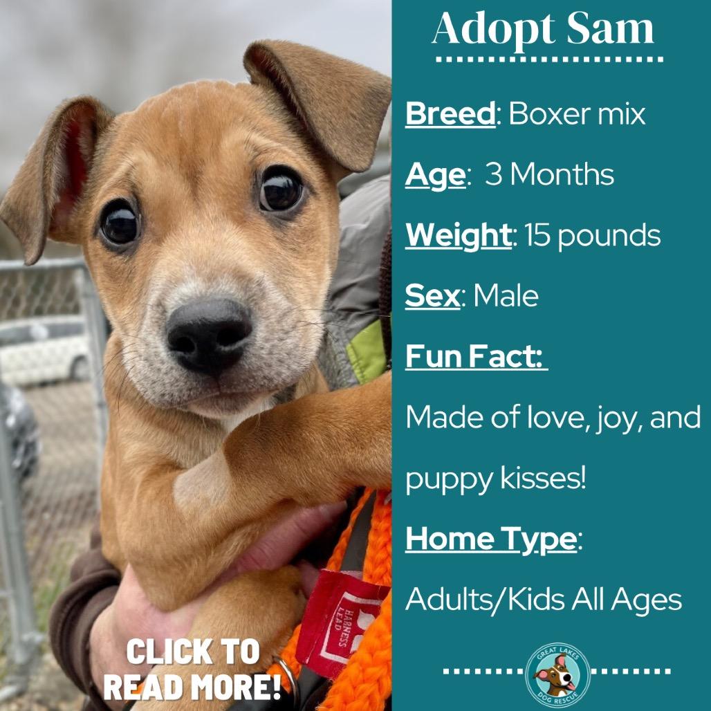Enlarge Sam, a Adoptable mixed breed in Metamora, MI image 3/5