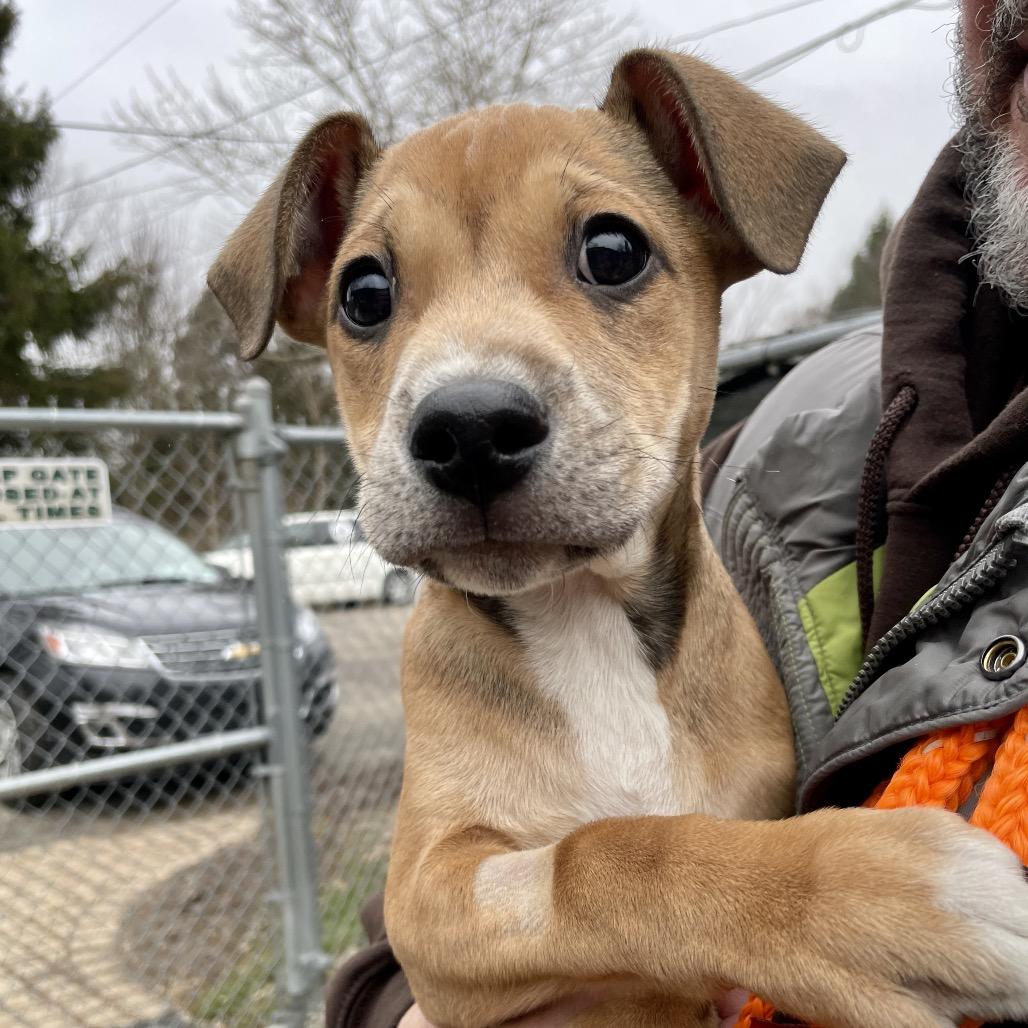Enlarge Sam, a Adoptable mixed breed in Metamora, MI image 4/5