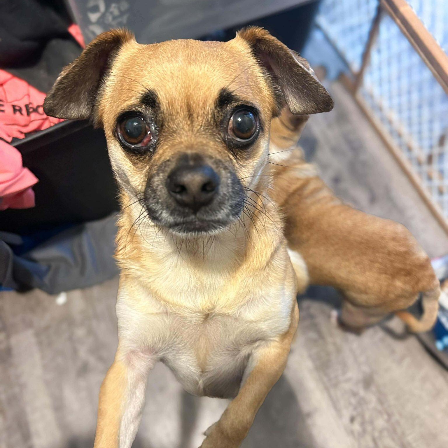 Enlarge Lulu & Gigi, a ADOPTABLE mixed breed in Alma, MI image 2/2