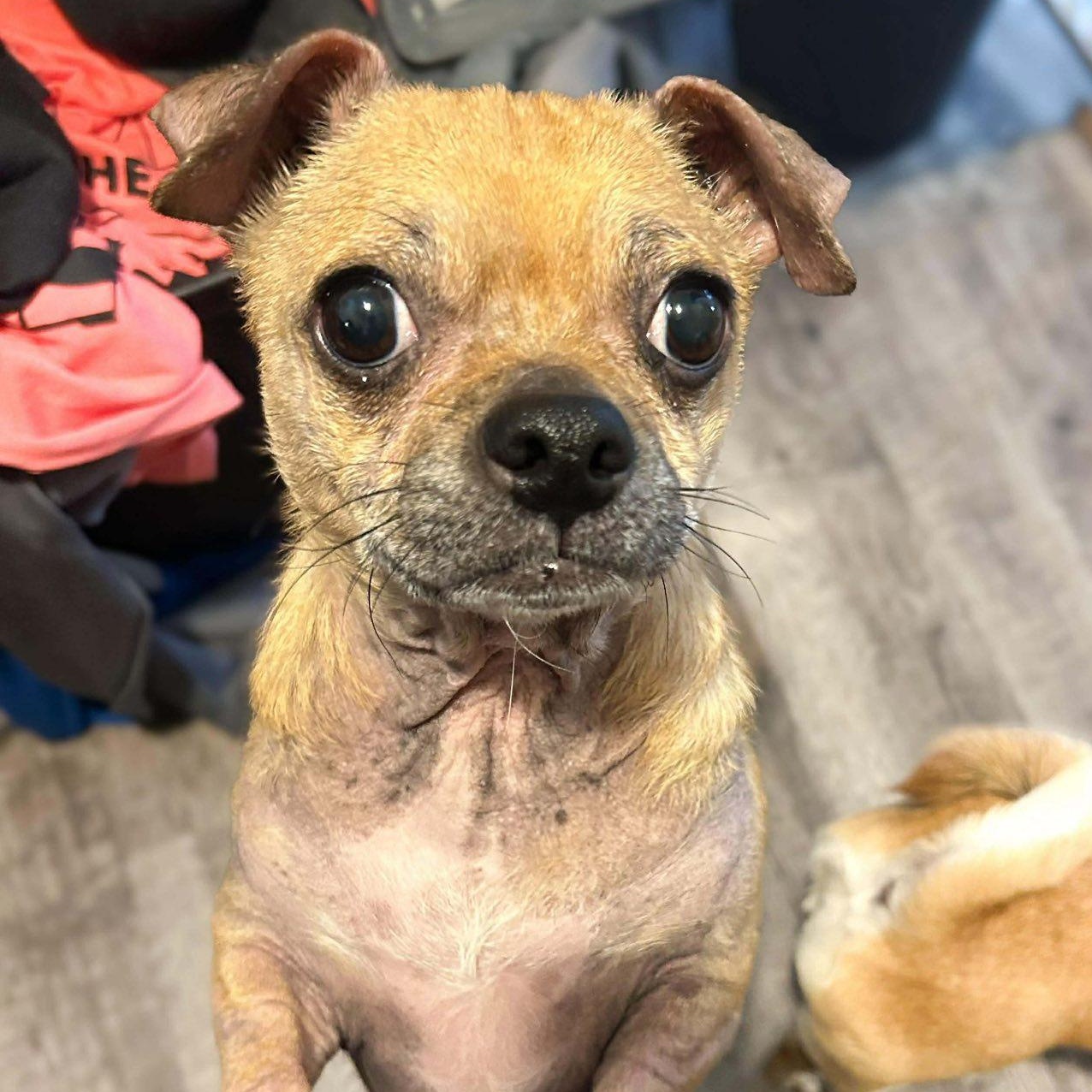 Enlarge Lulu & Gigi, a ADOPTABLE mixed breed in Alma, MI image 1/2