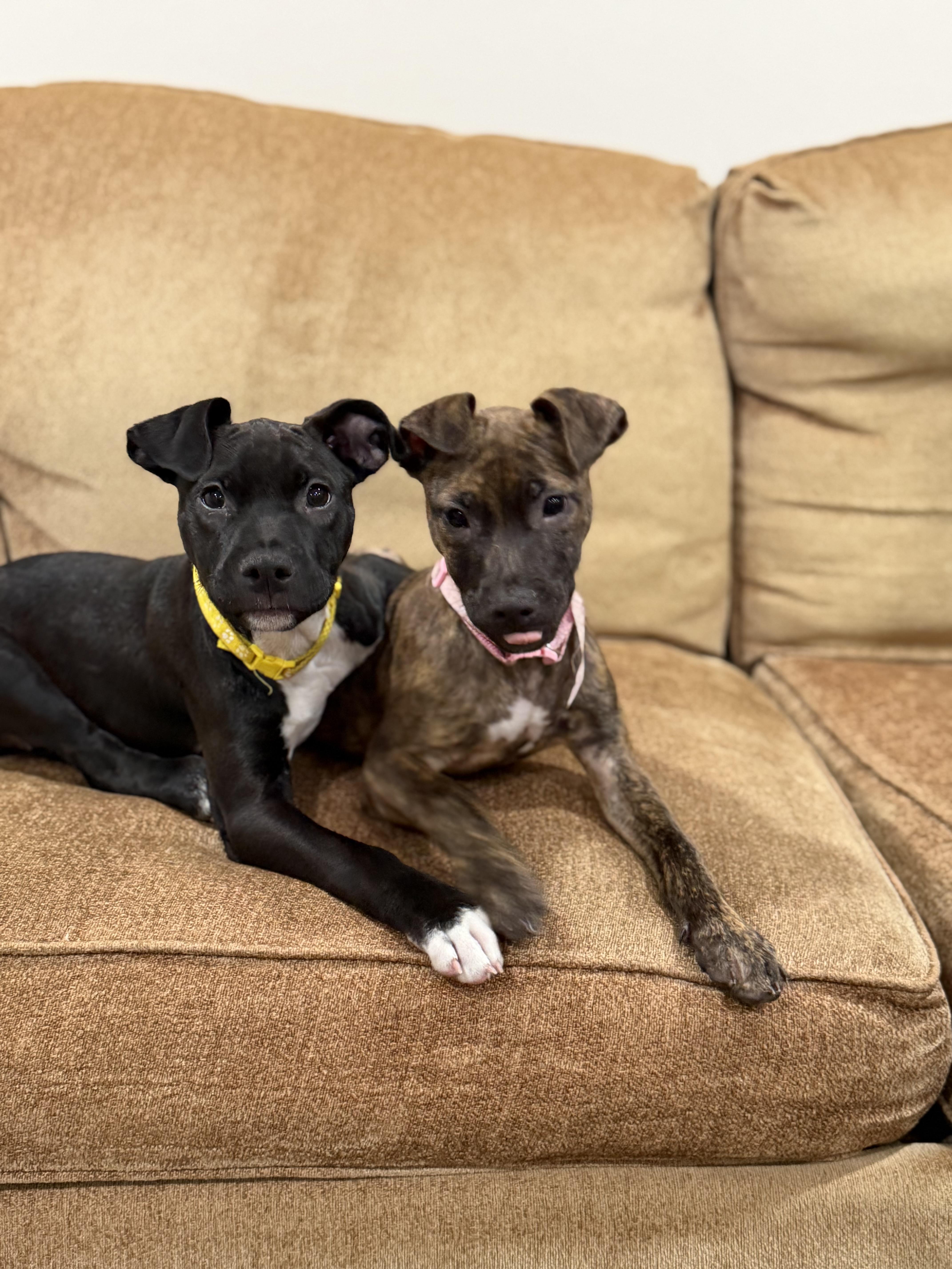 Enlarge Nemo, a ADOPTABLE mixed breed in Oceanport, NJ image 3/3