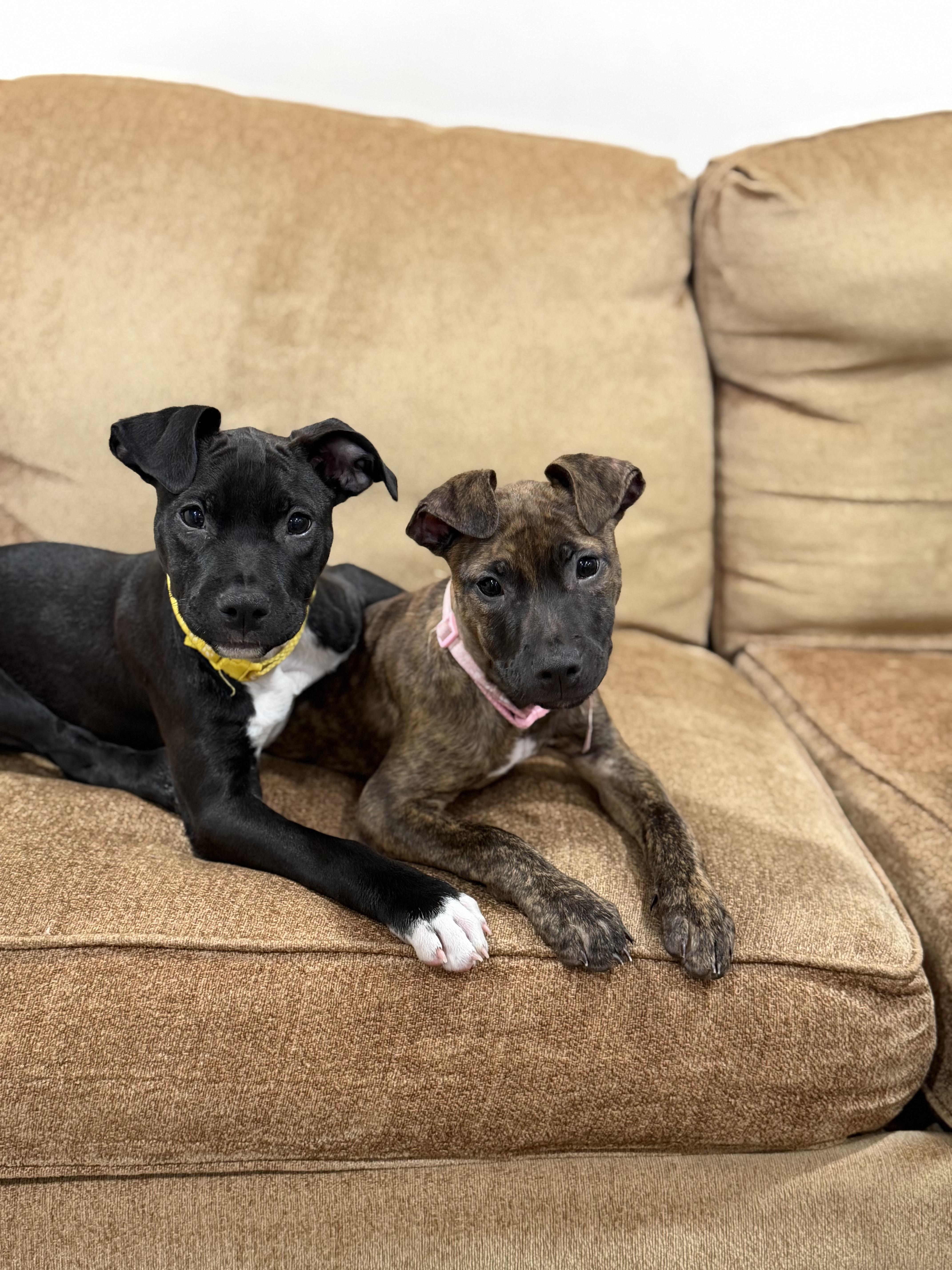 Enlarge Nemo, a ADOPTABLE mixed breed in Oceanport, NJ image 2/3