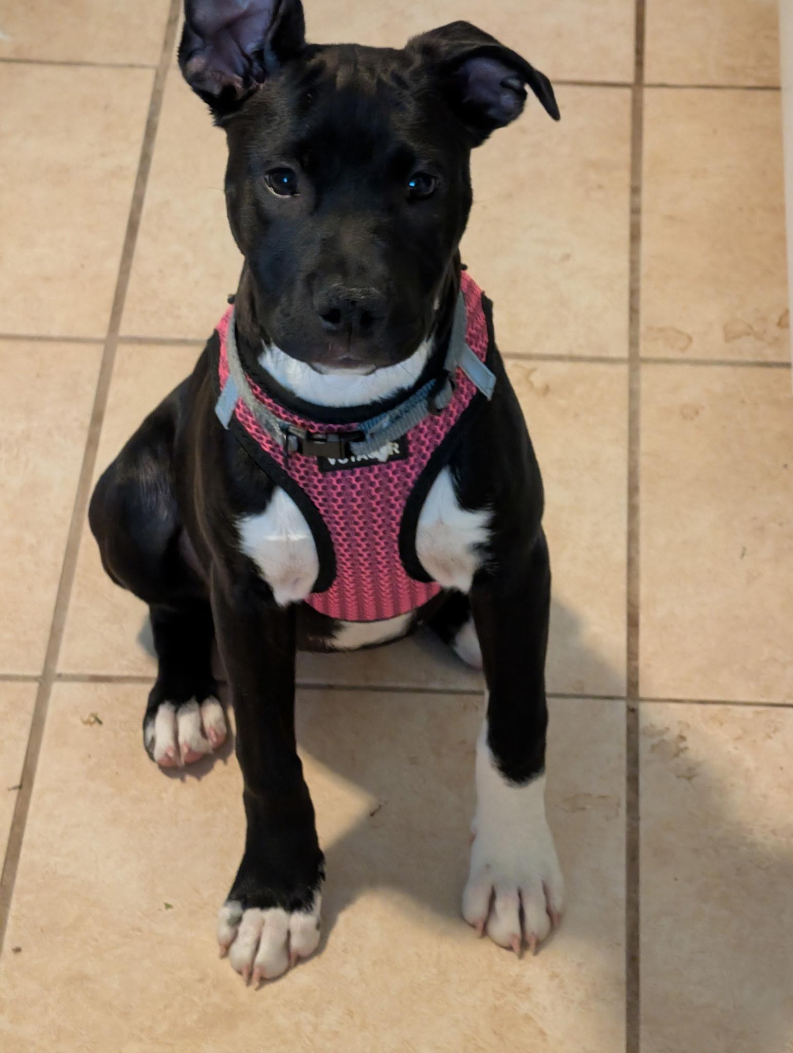 Enlarge Nemo, a ADOPTABLE mixed breed in Oceanport, NJ image 4/5