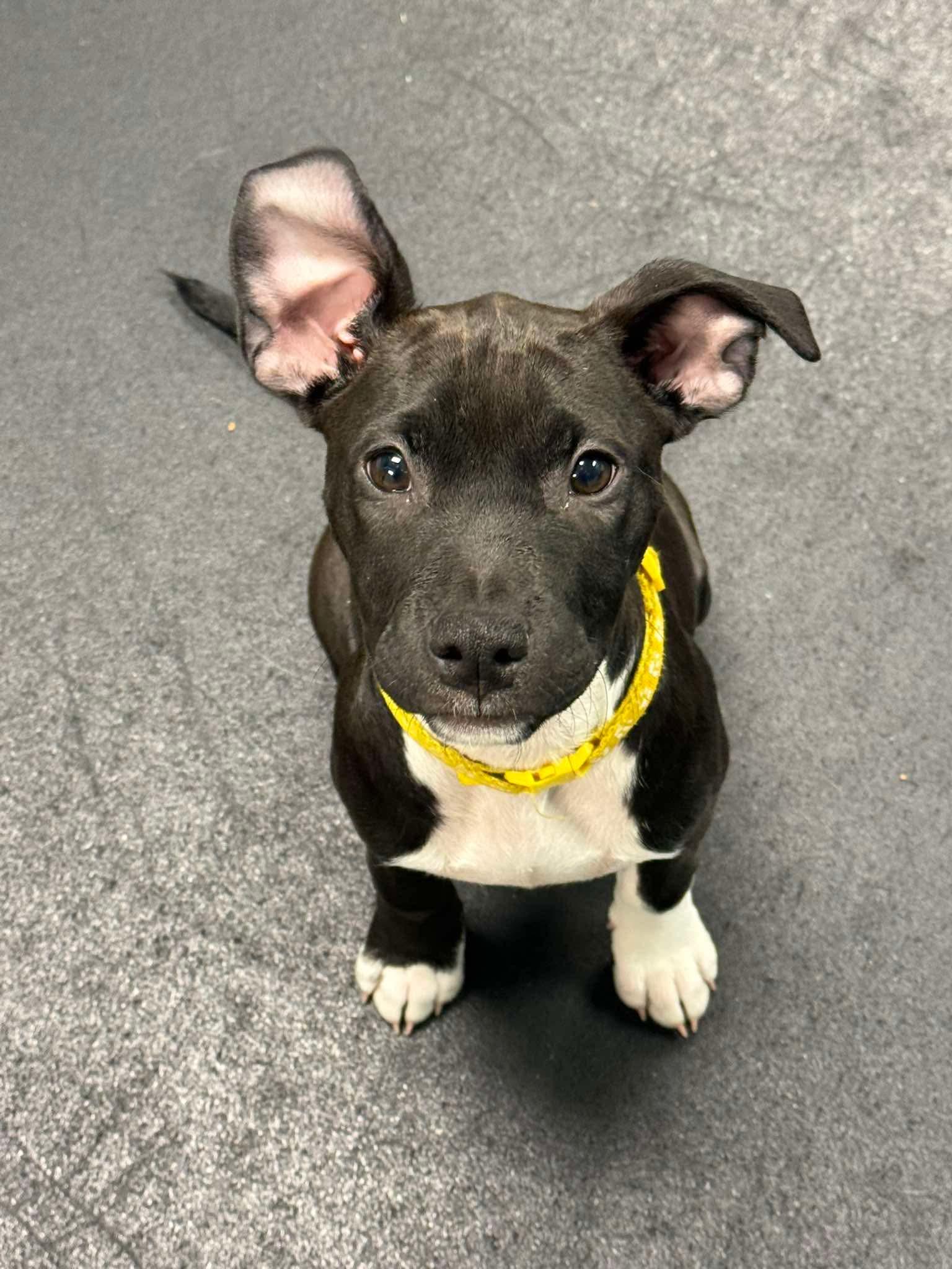 Nemo, ADOPTABLE, Puppy Female Pit Bull Terrier & Retriever.