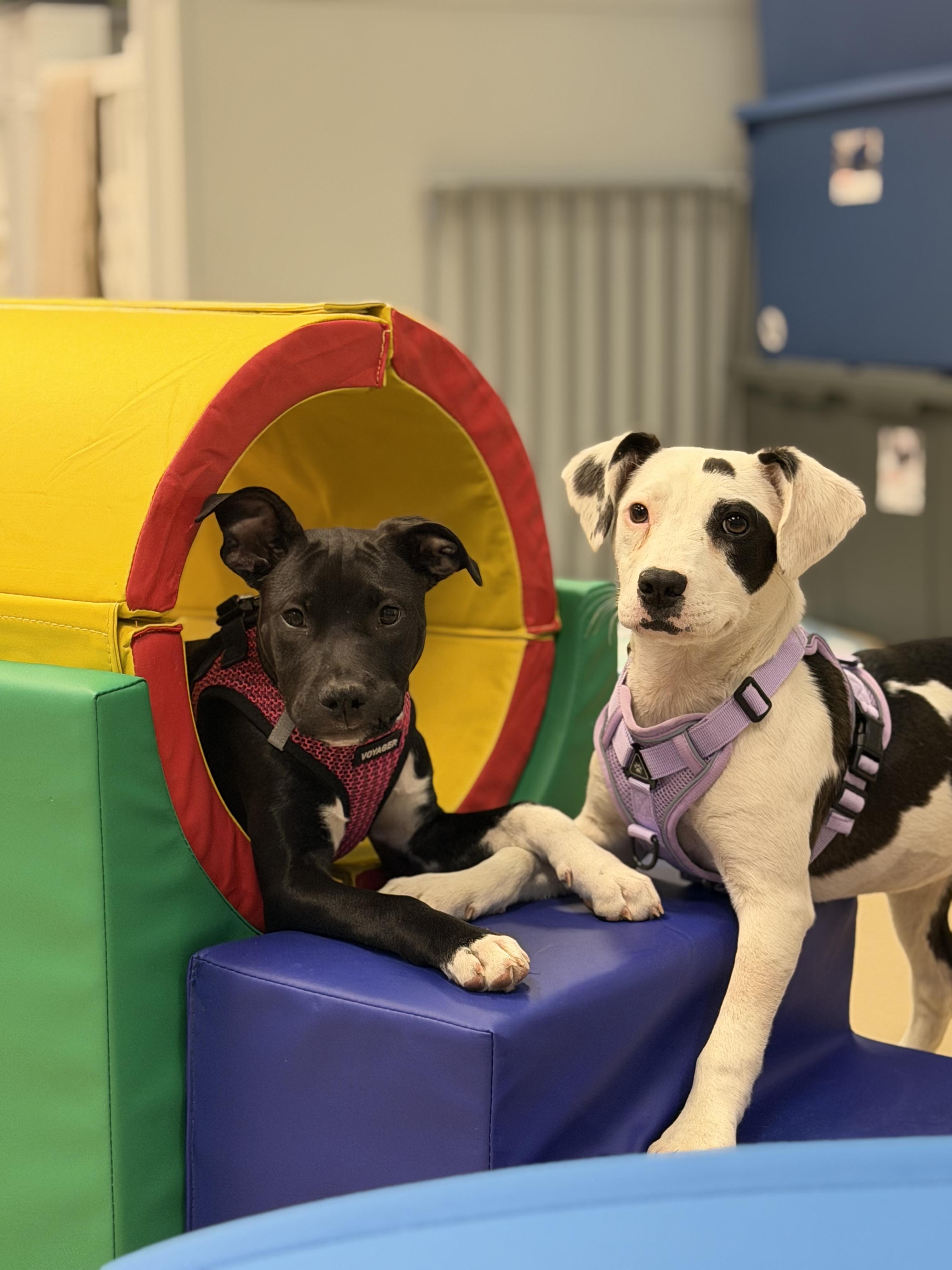 Enlarge Nemo, a ADOPTABLE mixed breed in Oceanport, NJ image 5/5