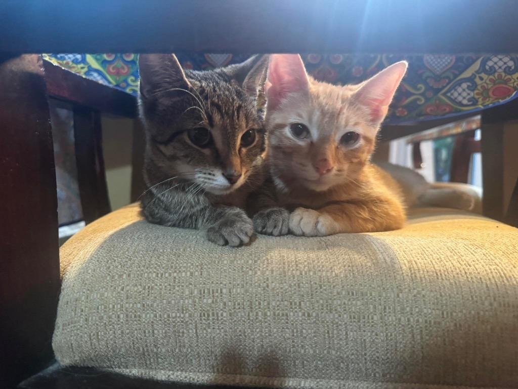 Neptune, Adoptable, Young Female Domestic Medium Hair.