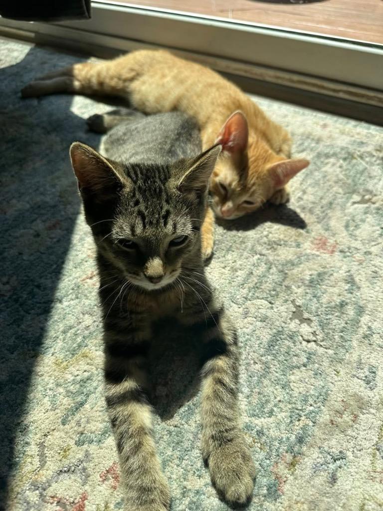 Neptune — thumbnail 3