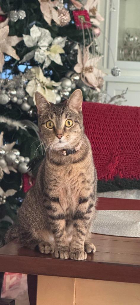 Neptune — thumbnail 4