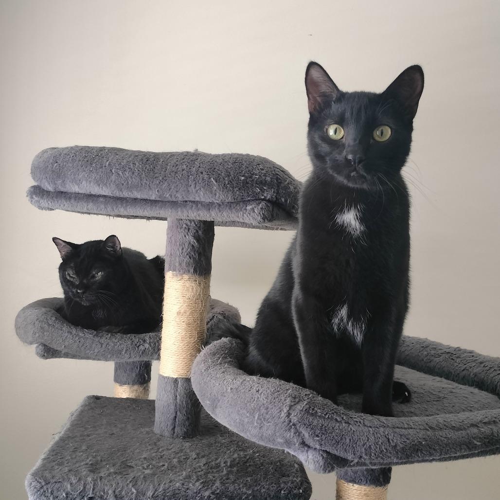 Tyler, a Adoptable Domestic Short Hair in Layton, UT image 2/3
