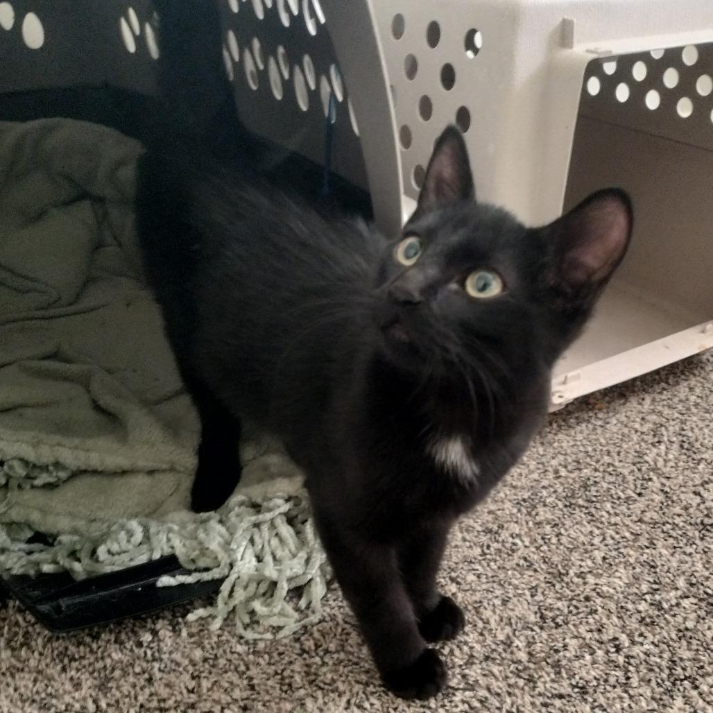 Enlarge Tyler, a Adoptable Domestic Short Hair in Layton, UT image 2/2