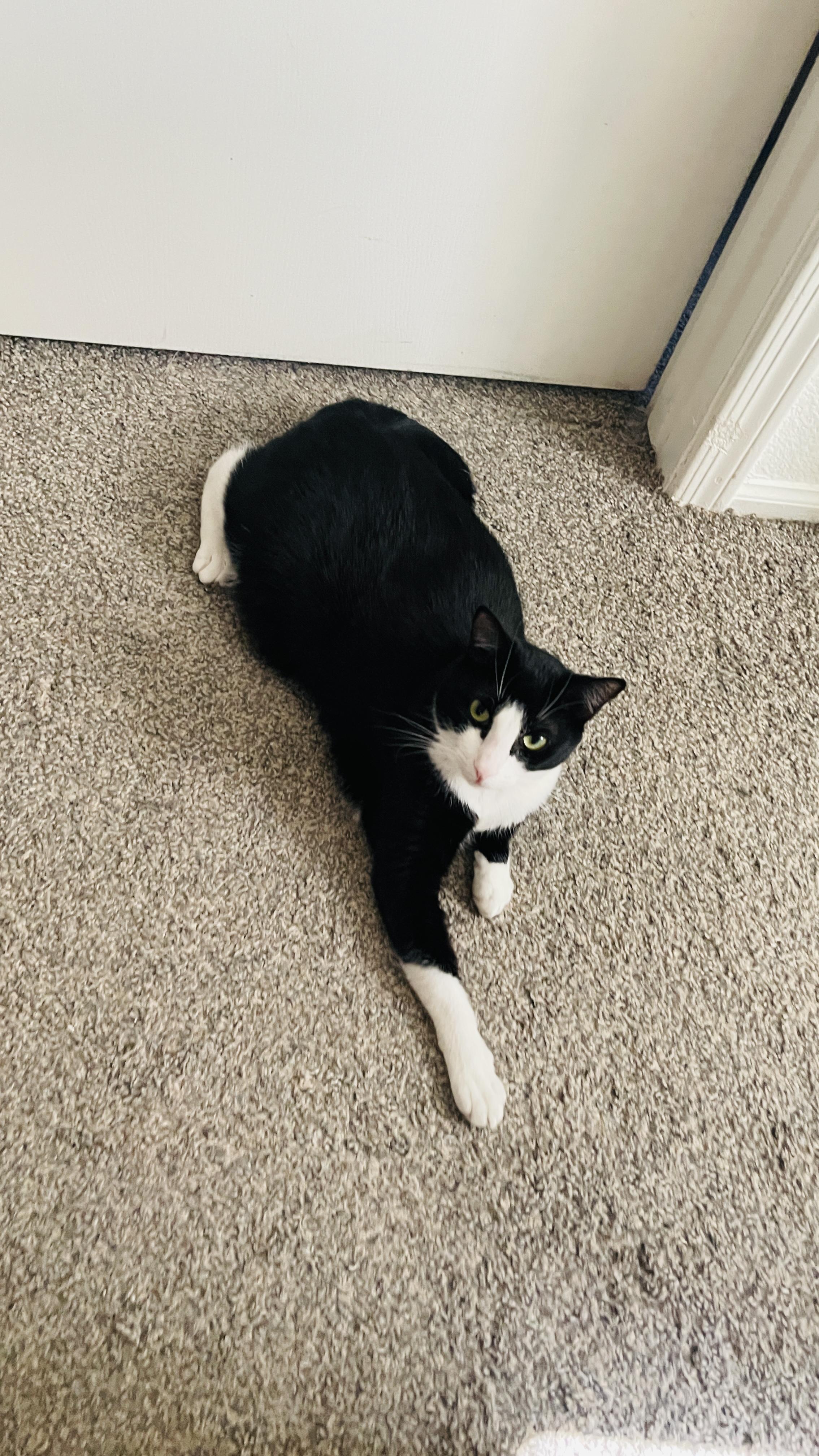 Enlarge Beauty, a ADOPTABLE Domestic Short Hair in Phoenix, AZ image 2/5