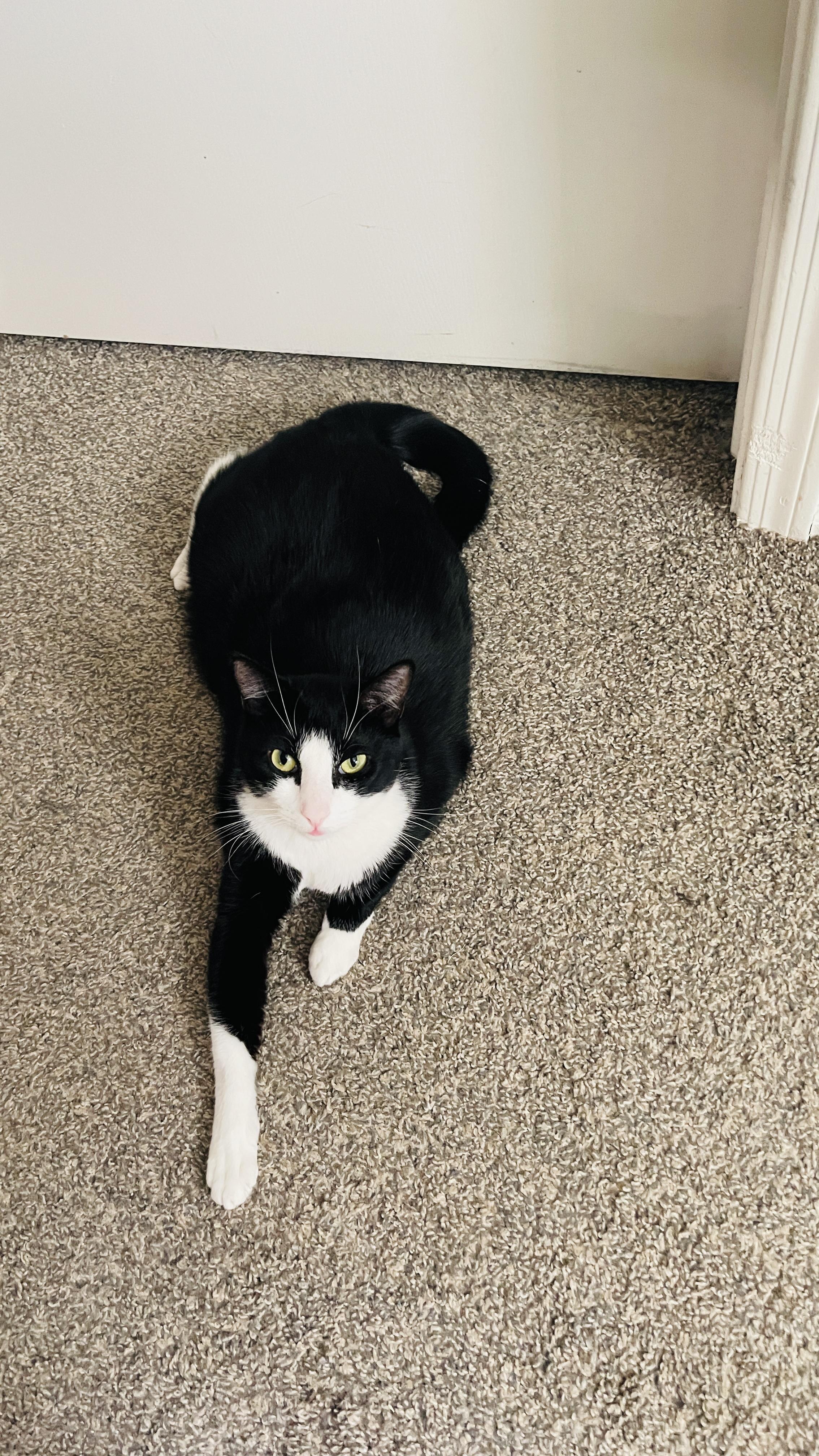 Beauty, ADOPTABLE, Young Female Domestic Short Hair.
