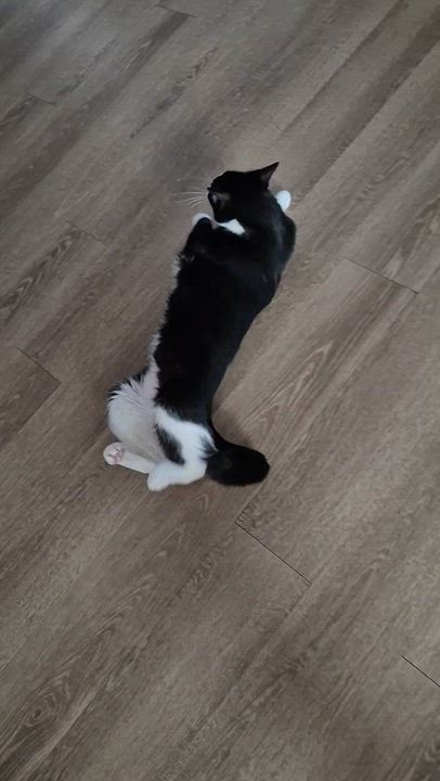Enlarge Beauty, a ADOPTABLE Domestic Short Hair in Phoenix, AZ video 3/5
