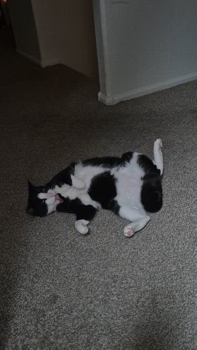 Enlarge Beauty, a ADOPTABLE Domestic Short Hair in Phoenix, AZ video 5/5