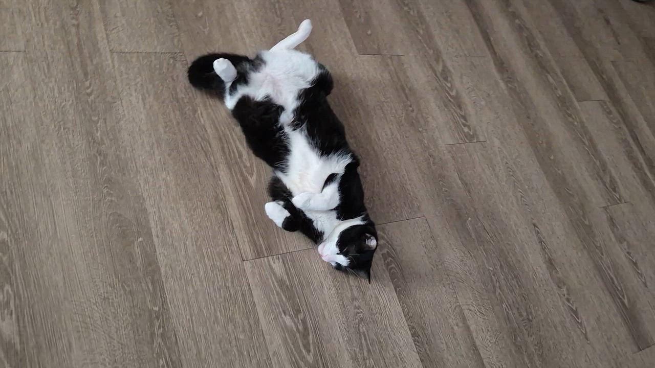 Enlarge Beauty, a ADOPTABLE Domestic Short Hair in Phoenix, AZ video 4/5