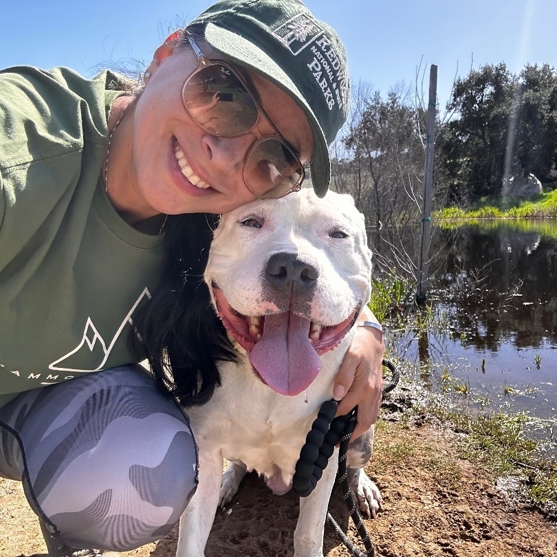 Enlarge Dessy, a Adoptable American Bulldog in Ramona, CA image 1/4