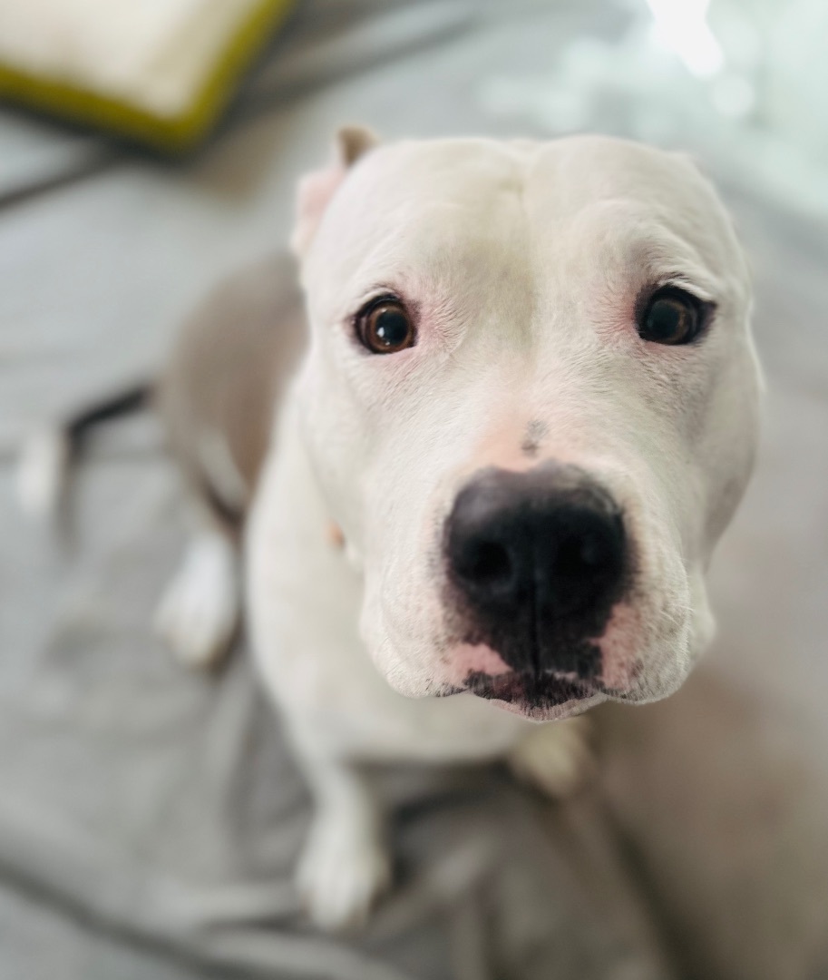 Enlarge Dessy, a Adoptable American Bulldog in Ramona, CA image 2/4