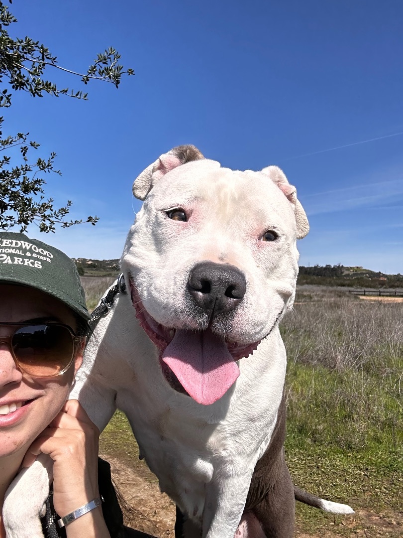 Enlarge Dessy, a Adoptable American Bulldog in Ramona, CA image 4/4