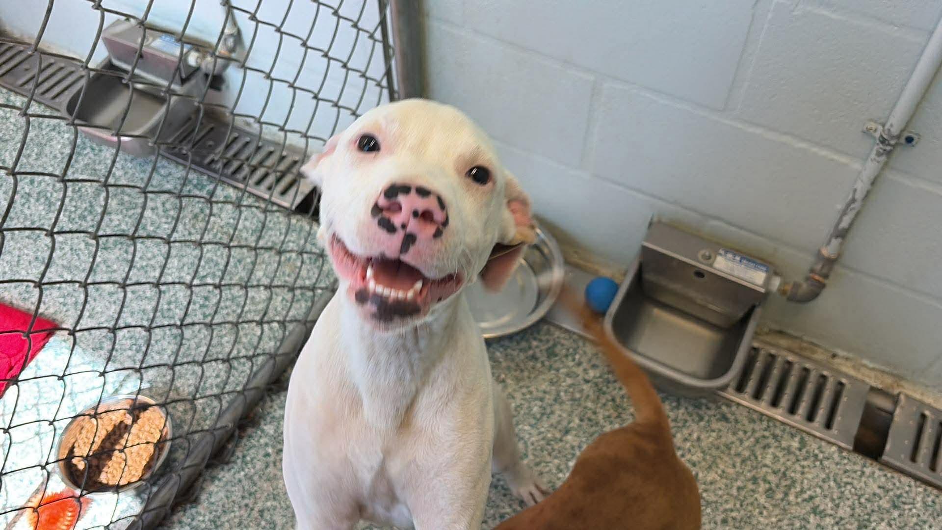 Spooky, a ADOPTABLE mixed breed in Arcadia, FL image 3/3