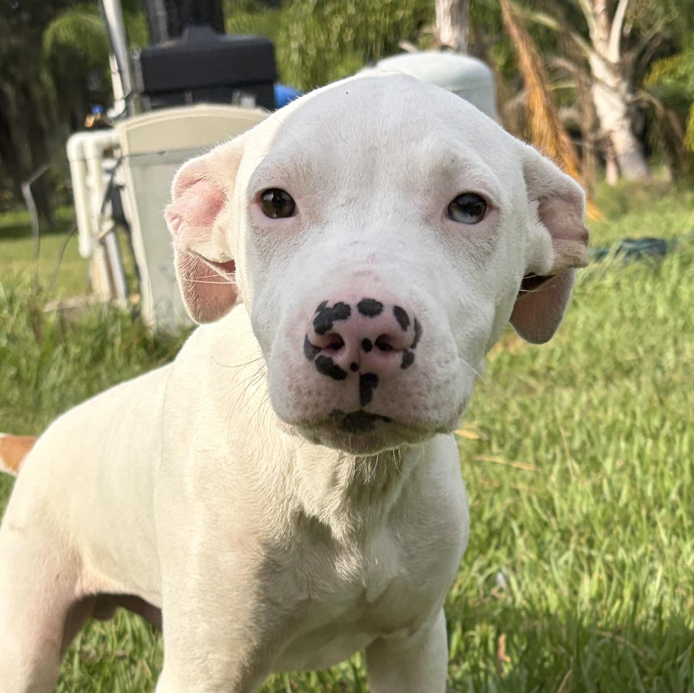 Spooky, a ADOPTABLE mixed breed in Arcadia, FL image 2/3