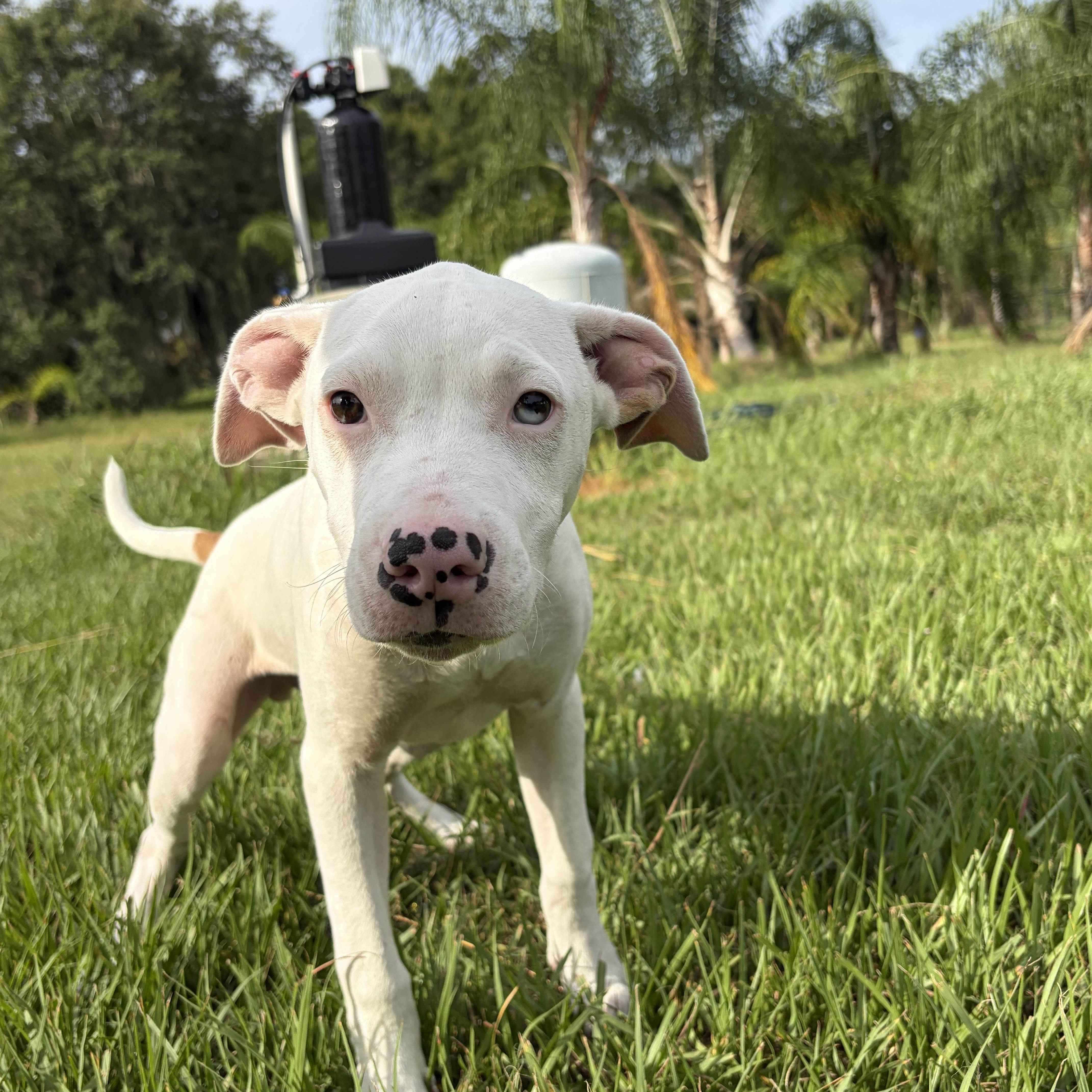 Spooky, a ADOPTABLE mixed breed in Arcadia, FL image 1/3