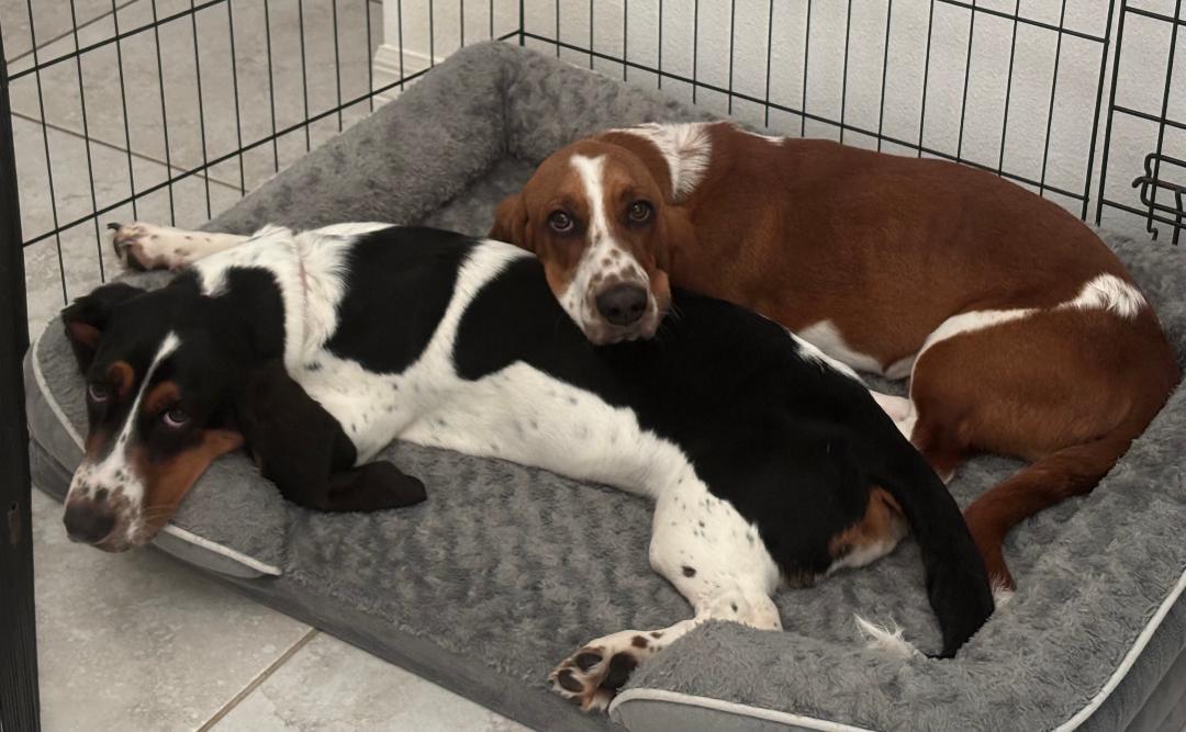 Duke and Daisy, ADOPTABLE, Puppy Male Basset Hound.