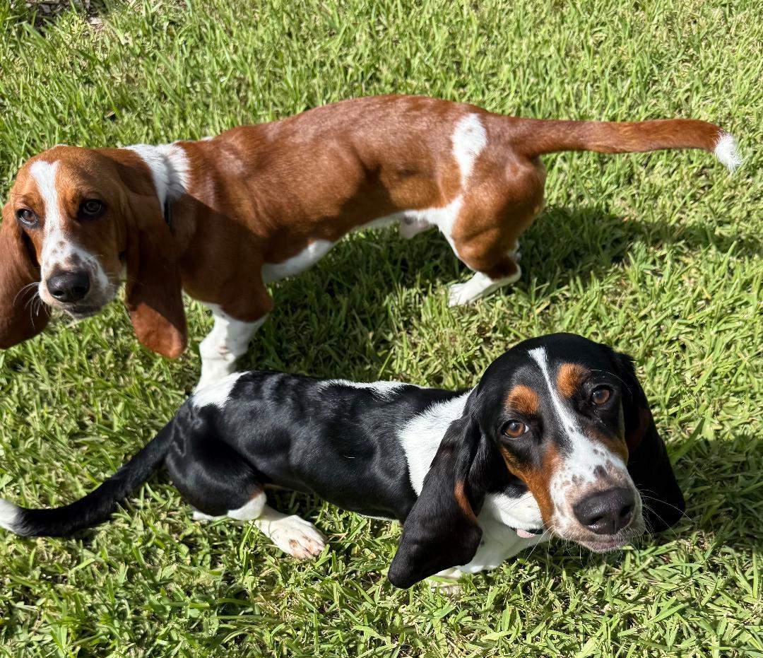 Enlarge Duke and Daisy, a ADOPTABLE Basset Hound in Auburndale, FL image 2/5